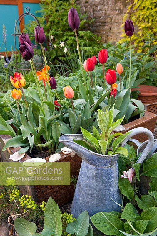 Ceramic sink used as a container and planted with tulips. Other planting includes Pentaglottis sempervirens and Euphorbia cyparissias 'Fens Ruby'. Old metal milk jug planted with Digitalis purpurea 