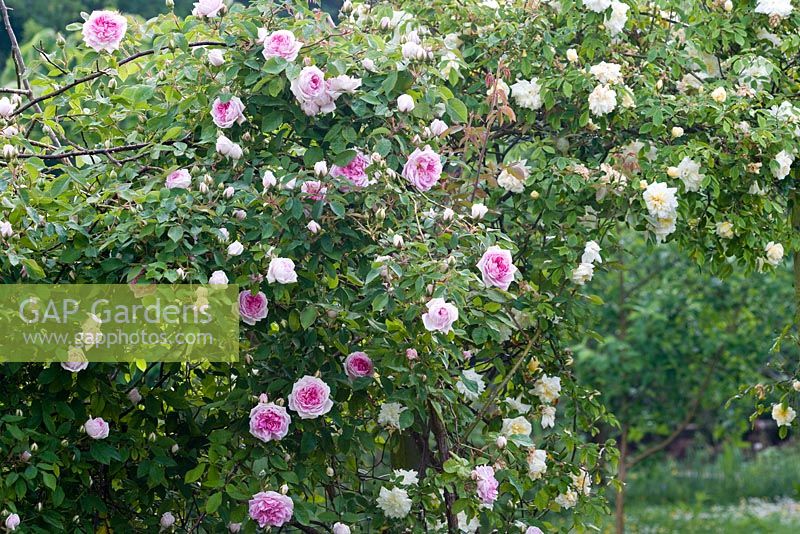 Rose arch with Rosa 'Constance Spry' and Rosa 'Alberic Barbier'