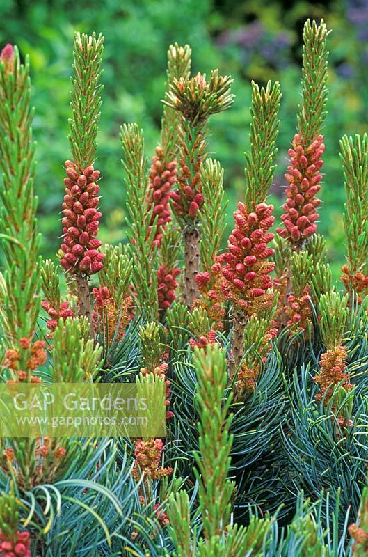Pinus parviflora 'Bonnie Bergman' - Japanese white pine, shwoing male flowers 