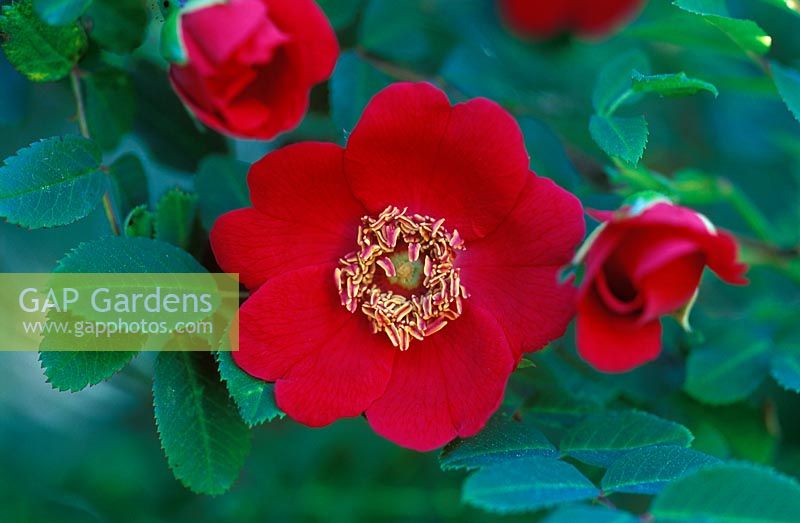 Rosa 'Geranium' Moyesii', Hybrid Rose. June. 