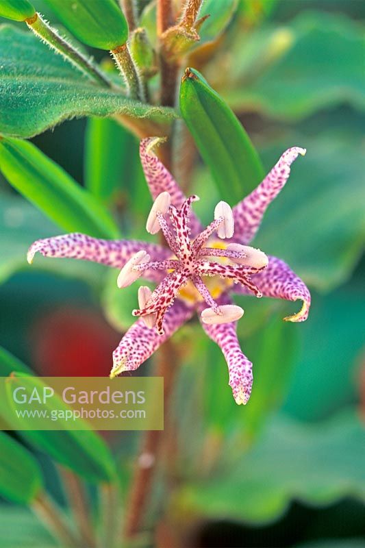 Tricyrtis 'Lilac Towers' - Toad Lily