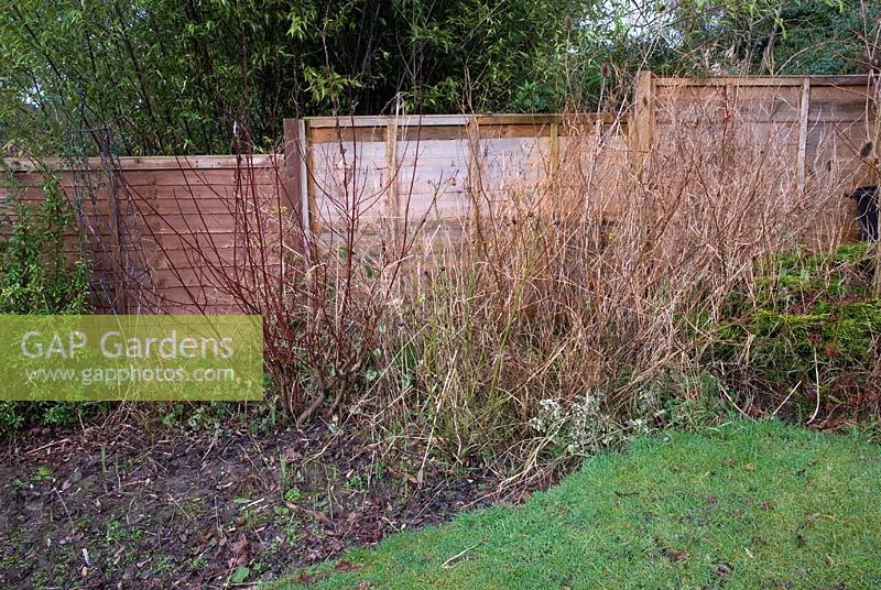 Autumn or winter job - Clear border of dead and overgrown growth