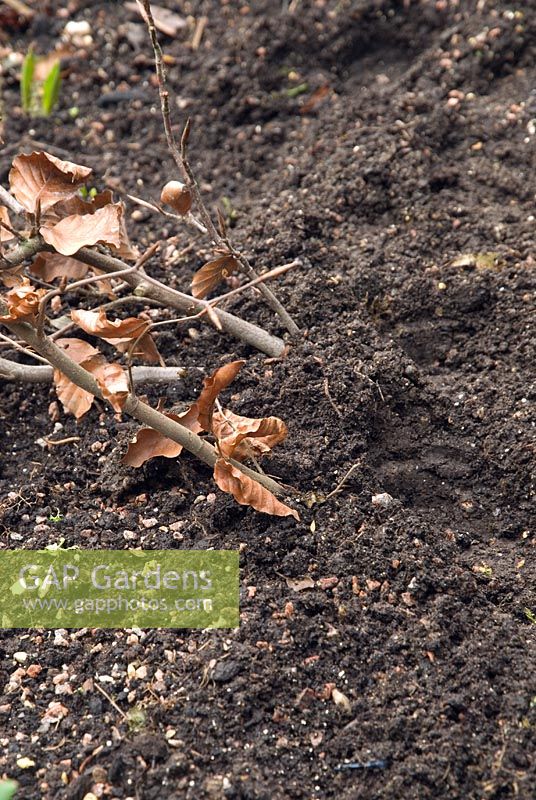 Fagus sylvatica - Heel in bare rooted beech whips