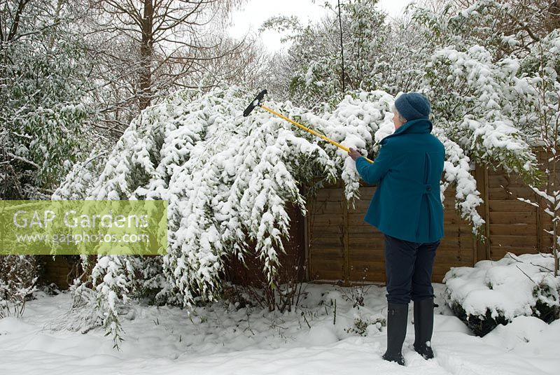 Knock off snow cover weighing down Phyllostachys niger (black bamboo)