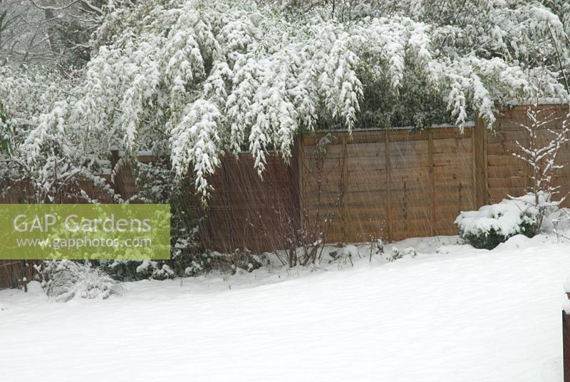 Snow falling in garden - Weighing down black bamboo, Phylloctachys niger