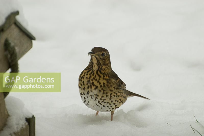 Song thrush looking for food in snow 