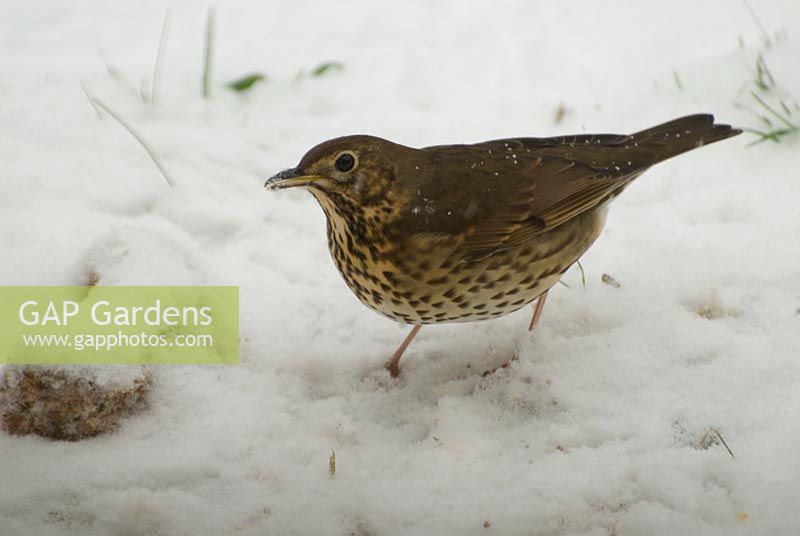 Song thrush looking for food in snow