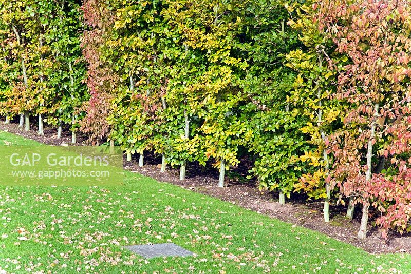 Tapestry hedge providing late colour at Trentham gardens, Staffordshire in November