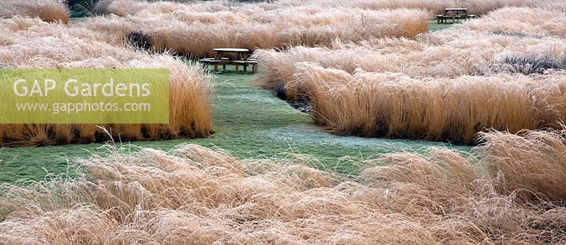 Rivers of grass garden designed by Pieter Oudolf at Trentham Gardens, Staffordshire, winter