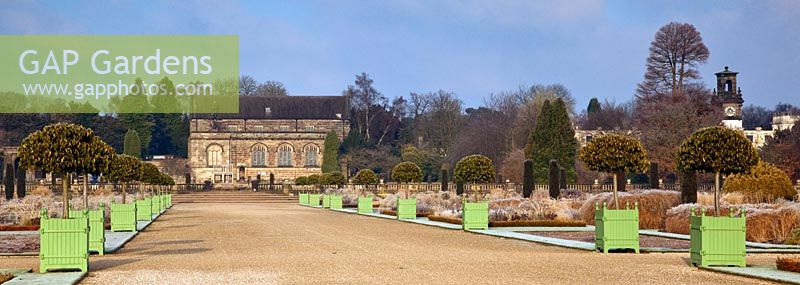 Avenue of prunus laurus in Versailles planters, The Italianate formal garden at Trentham Gardens Staffordshire, winter