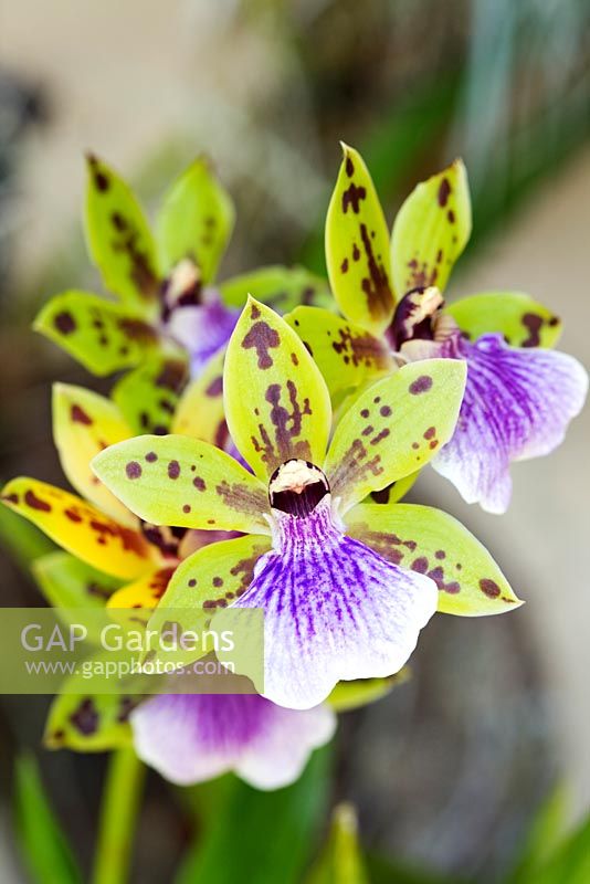 Zygopetalum orchid - Madeira