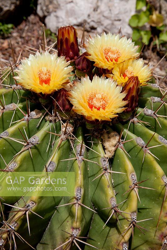 Ferocactus pottsii - Barrel cactus, Hanbury Gardens, Italy