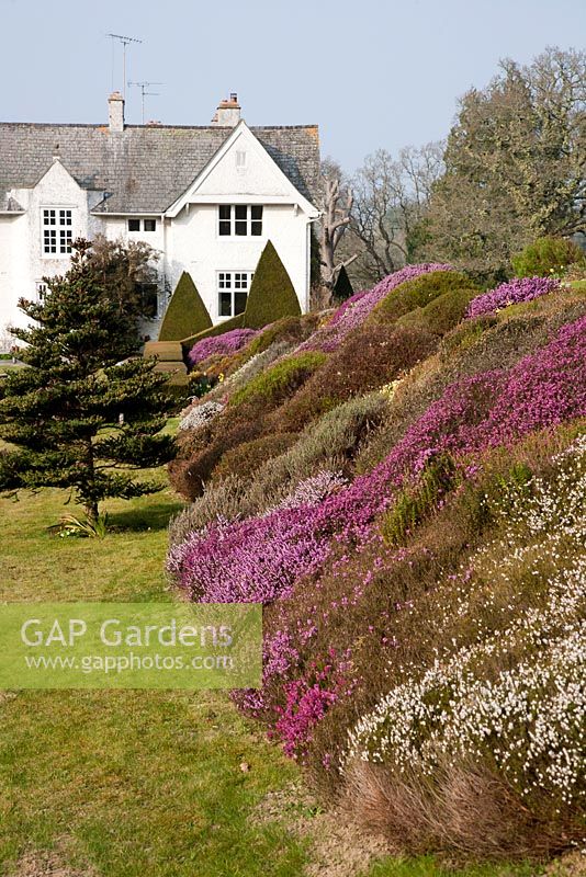 Bank of mixed Heather for spring colour - Sherwood Garden, Devon