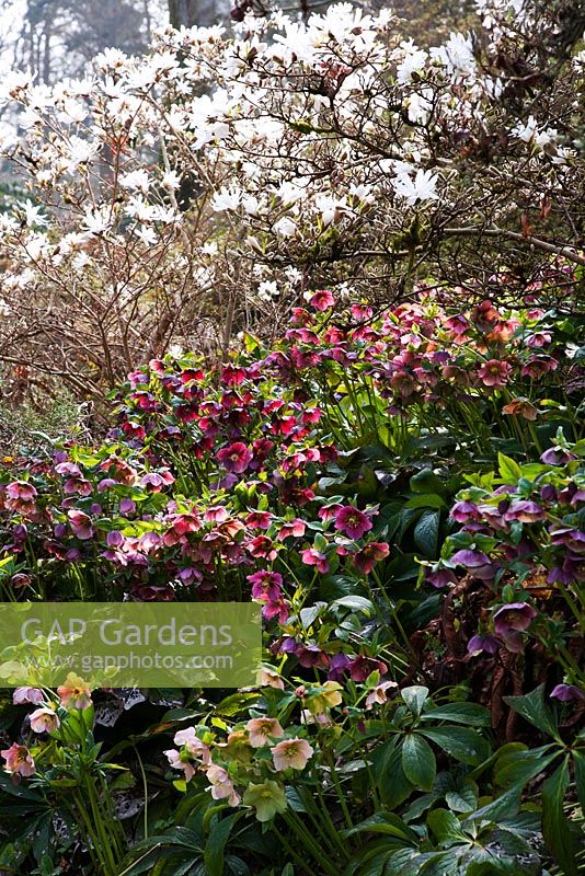 Hellebores with overhanging Magnolia - Sherwood Garden, Devon