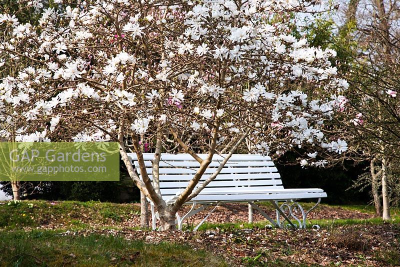 Decorative white bench alongside Magnolia stellata - Sherwood Garden, Devon