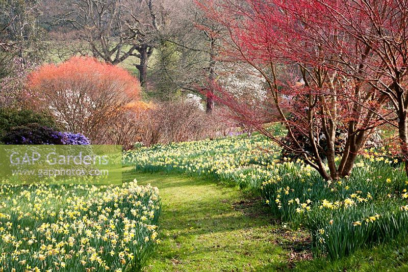 Pathway through spring colour including Narcissus - Sherwood Garden, Devon