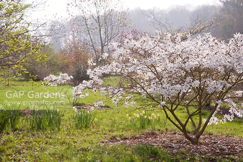 Magnolia and Narcissus in spring - Sherwood Garden, Devon