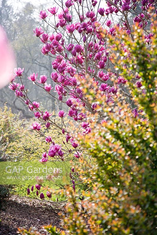 Magnolia 'Shiraz' - Sherwood Garden, Devon