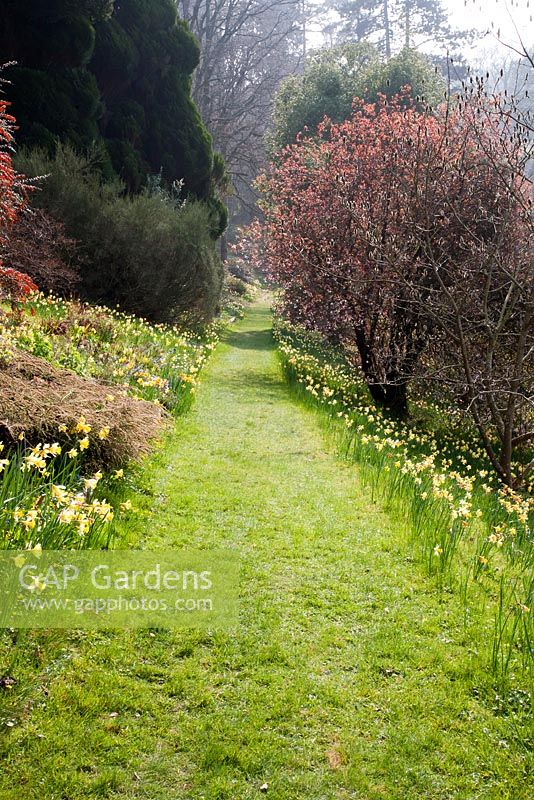 Landscaped spring garden with naturalised Narcissus - Sherwood Garden, Devon