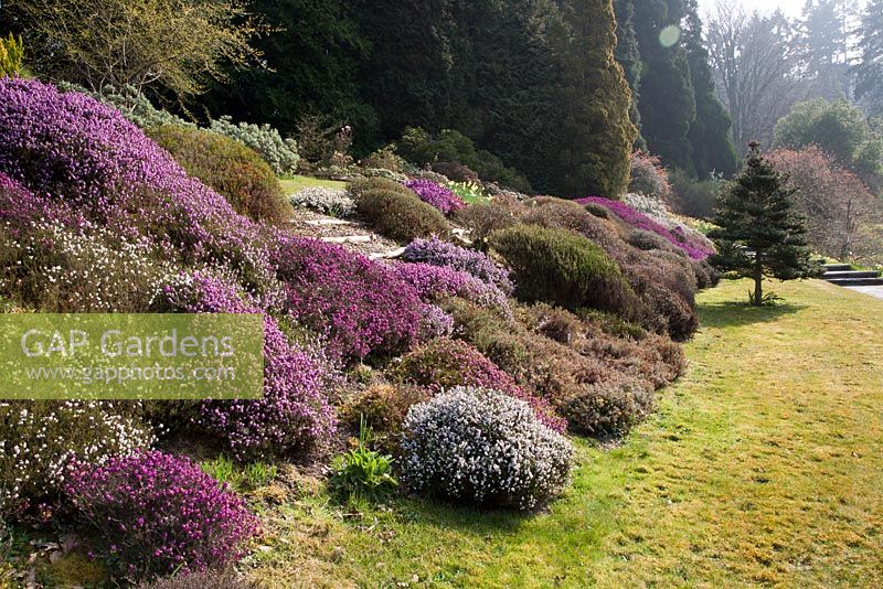 Bank of mixed Heathers for spring colour - Sherwood Garden, Devon