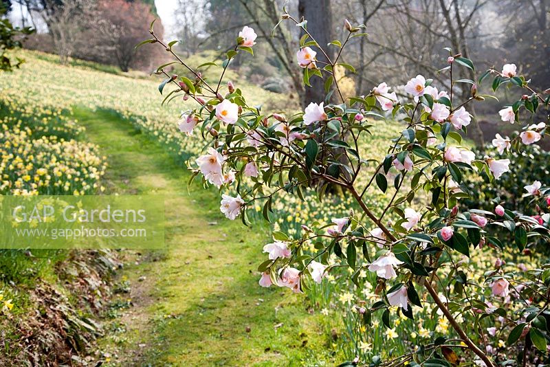 Camellia with Narcissus - Sherwood Garden, Devon