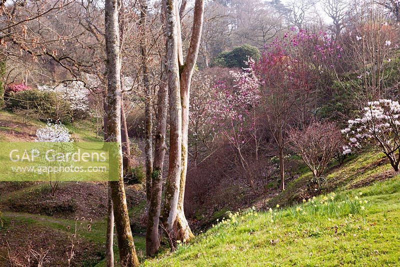 Woodland valley garden with flowering Magnolia in spring - Sherwood Garden, Devon
