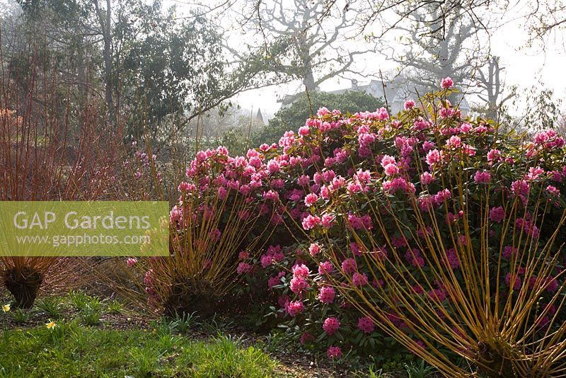 Rhododendron and Salix in spring - Sherwood Garden, Devon