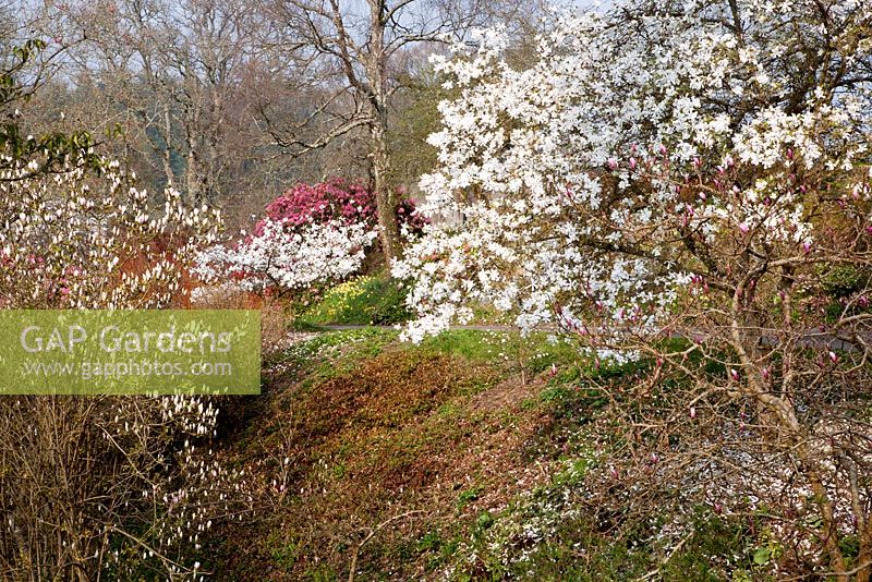 Spring colour including Magnolia, Narcissus and Rhododendron in woodland valley - Sherwood Garden, Devon
