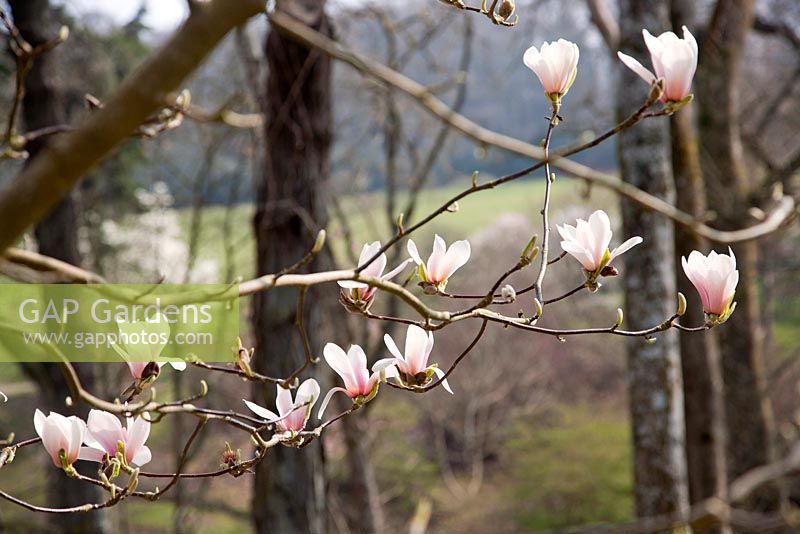 Magnolia  denudata x veitchii 'Thousand Butterflies - Sherwood Garden, Devon