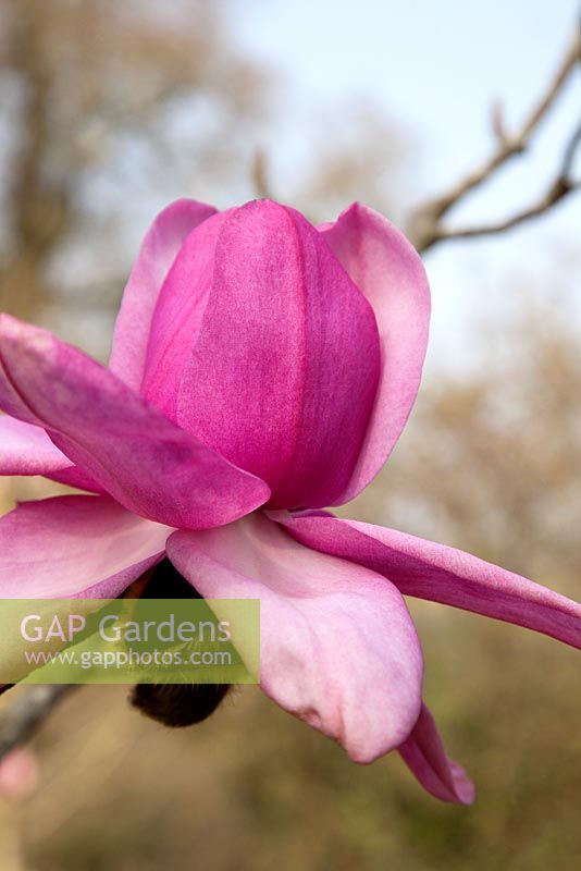 Magnolia dawsoniana 'Chyverton Red' - Sherwood Garden, Devon
