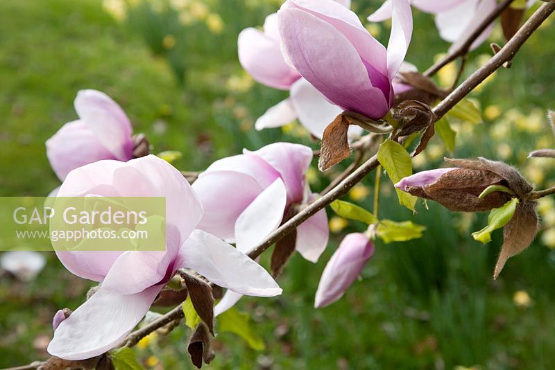 Magnolia hypoleuca 'Lolanthe' - Sherwood Garden, Devon
