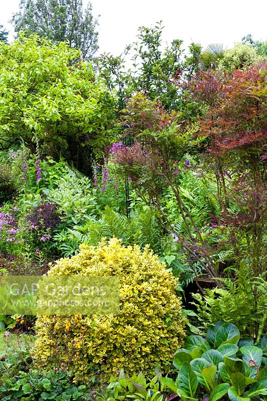 Mixed plantings with Euonymus fortunei 'Emerald n Gold' in foreground - 'Mount Court Farmhouse