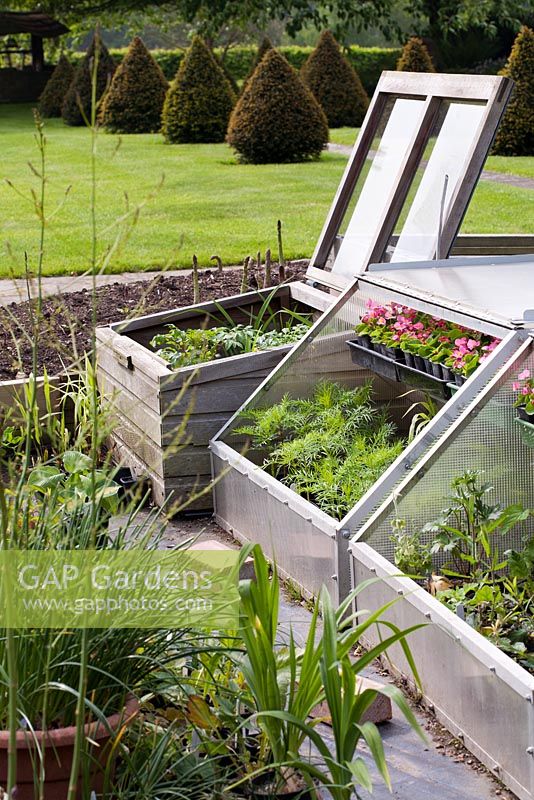 Plants in cold frame