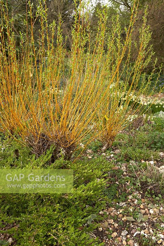 Salix stems in spring underplanted with Lonicera pileata in a gravel garden