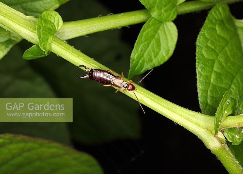 Forficula auricularia - Earwig male at rest on plant stem 