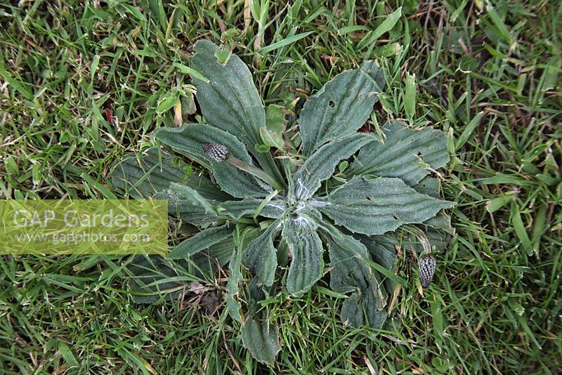 Plantago major - Broad leaved plantain growing in lawn