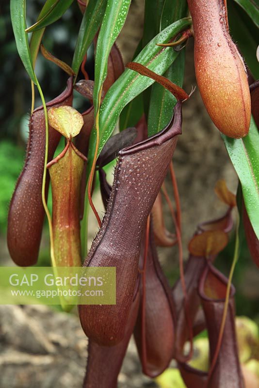 Nepenthes hybrid 'Rebecca Soper' - Monkey cup 