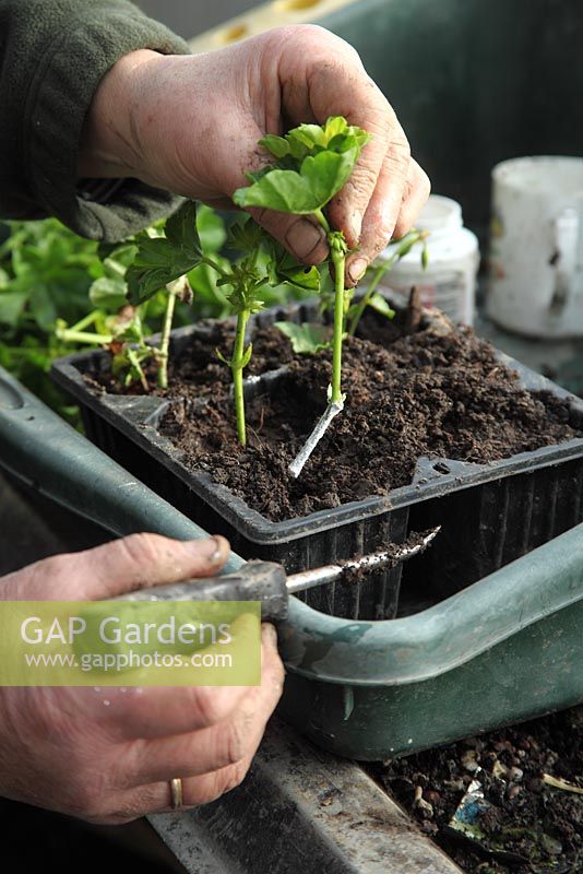 Propogating geranium cuttings. Push cutting into soil