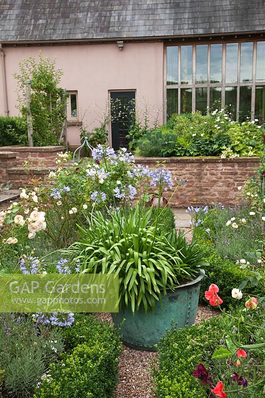 Box edged beds filled with roses, lavender, sweet peas and Agapanthus in the courtyard garden - Brockhampton Cottage, Herefordshire