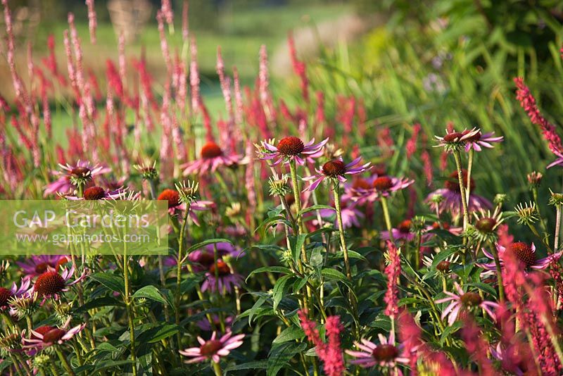 Planting includes Persicaria amplexicaulis 'Taurus' and Echinacea purpurea 'Magnus' - Brockhampton Cottage, Herefordshire
