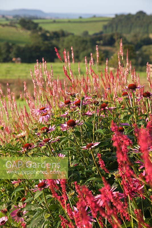Planting includes Persicaria amplexicaulis 'Taurus' and Echinacea purpurea 'Magnus' -  Brockhampton Cottage, Herefordshire