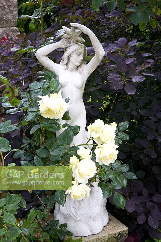 Figurative statue with Rosa 'Elfe'