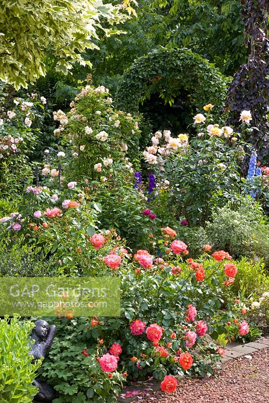 Mixed border with Rosa 'Gebruder Grimm'