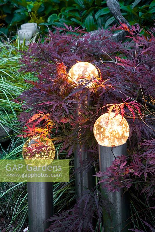 Lighting in summer border with Acer