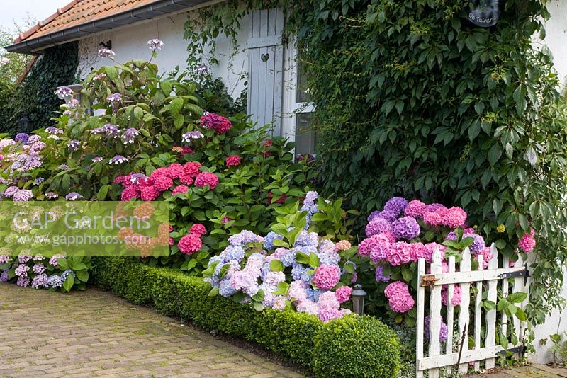 The front garden with Hydrangea and clipped box hedges 