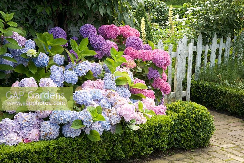 The front garden with Hydrangea and clipped box hedges