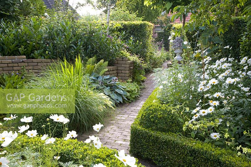 White themed borders in formal garden with clipped box hedges and Cosmos