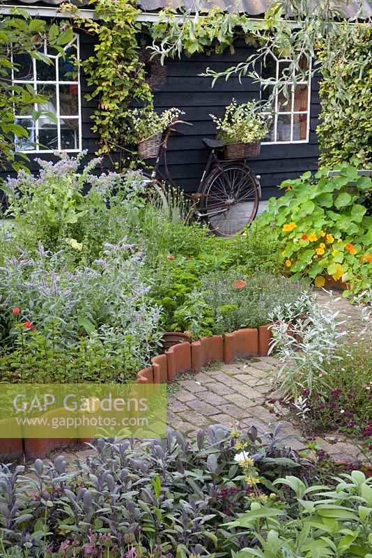 The herb garden with Borago, tiles used as edging and an old bicycle 