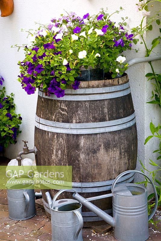 Wooden barrel planted with annuals, surrounded with galvanised watering cans