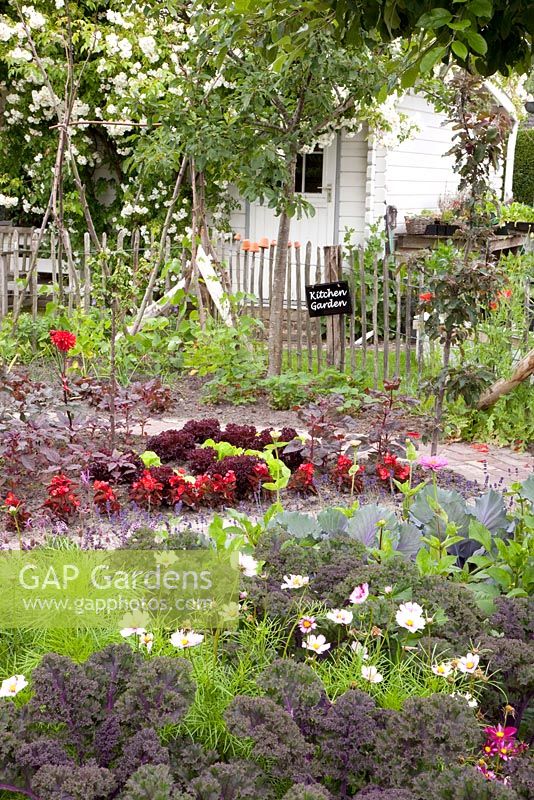Kitchen garden with lettuce, kale, borecole,  dahlias and curly kale